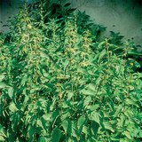 ネトルブッシュ