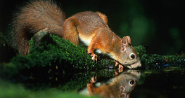 물마시는 다람쥐