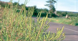 Ambrozja bylicolistna