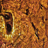 Cross section of human finger skin