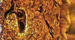 人間の指の皮膚の断面