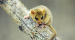 Hazel dormouse
