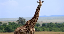 Giraffe