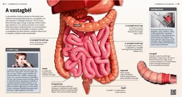 El intestino grueso (o colon)