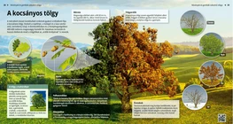 The English Oak