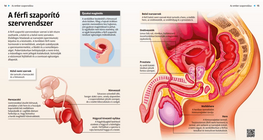 The Male Reproductive System
