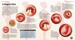 Prenatal Life