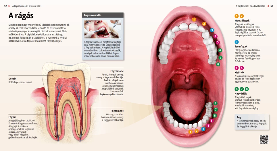 Human teeth