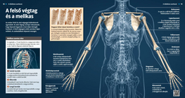 The Chest and the Upper Limbs