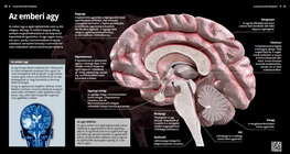 The Human Brain