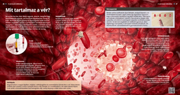 What Does Blood Consist of?