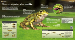 The Edible Frog: Jumping in and out of Water