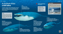 The Blue Whale: Titan of the Sea