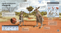Kangaroos: Bouncing Brooders