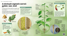 The Vegetative Organs of Plants