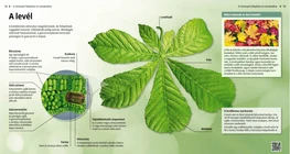 Leaves