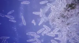 Come si muovono gli organismi unicellulari?
