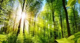 Andiamo a conoscere le facce delle foreste!