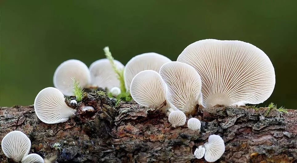 真菌的神秘世界