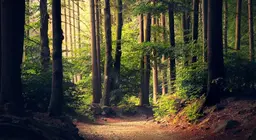 Tutte le foreste sono uguali?