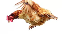 ลูกไก่บินได้หรือไม่