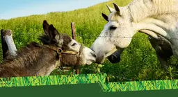 Asino o cavallo?