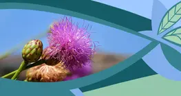 Die Blüte