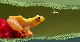 Vertebrato o invertebrato?