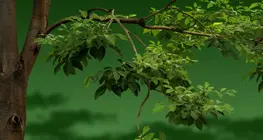 How much cooling effect does a tree have?