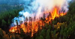 Bushfire case study: Black Summer, 2019–2020