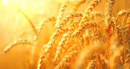 Traditional irrigation methods