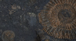 살아 있는 화석