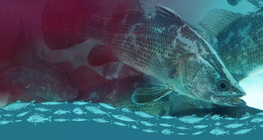 A haltenyésztés árnyoldalai