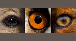 Rodents and predators