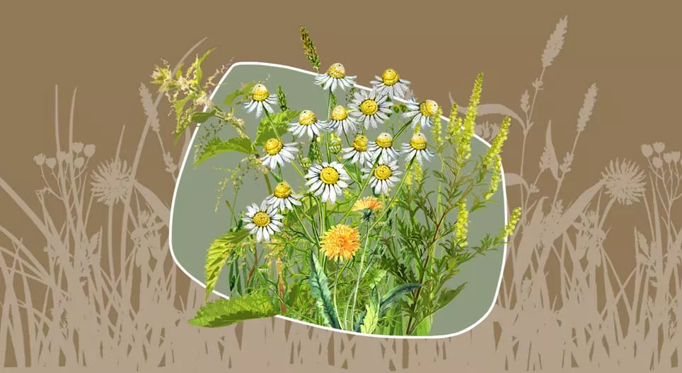 是杂草还是药草？