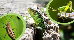 牧草地の昆虫と食虫