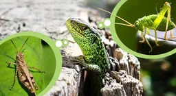 牧草地の昆虫と食虫