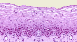 Epithelial tissues