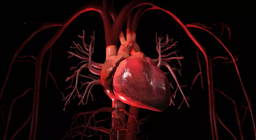 The circulatory system