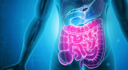 The digestive system Part 2 - The small intestine and the large intestine