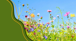 The life cycle of flowering plants