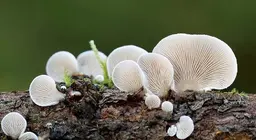 真菌の秘密の世界