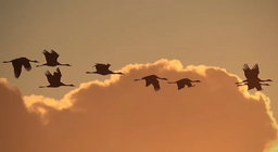 鳥はどのように飛ぶ？ パート3