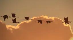 鳥はどのように飛ぶ？ パート3