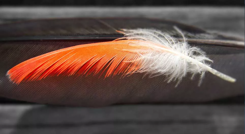 先有羽毛还是先有鸟？