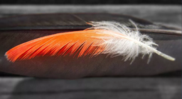 最初に来たのは、羽や鳥ですか？