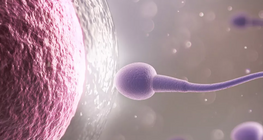 Egg cells and sperm cells