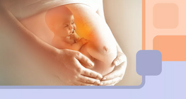 What happens to a woman's body during pregnancy?