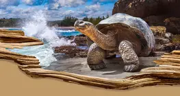 長寿生物
