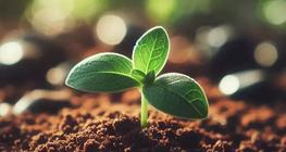 Sustainable agriculture